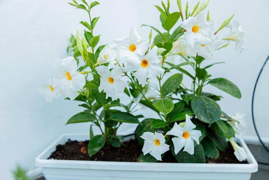 Сasa de vacaciones La Terrazza In Fiore