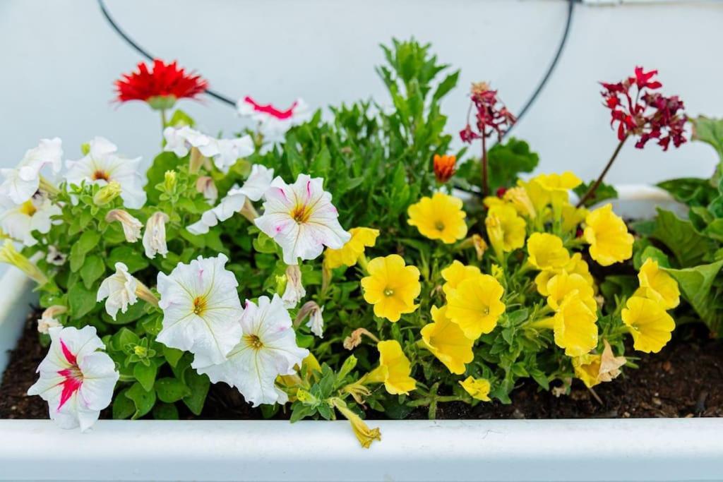 La Terrazza In Fiore