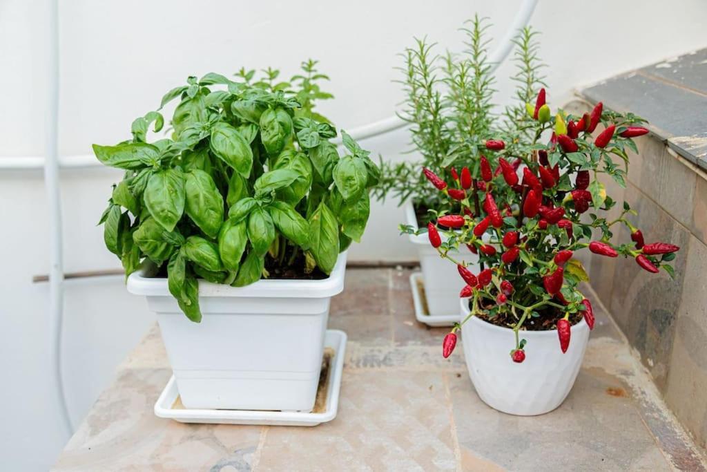 La Terrazza In Fiore Holiday home Noto